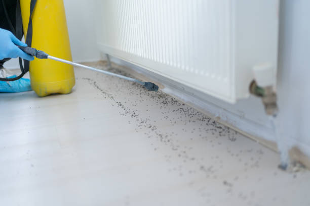 Best Affordable Pest Control Services  in Canyon Day, AZ